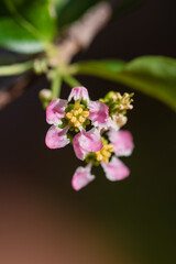 Acerola Flower - Delicate Blossom with Fresh Green Leaves in Nature