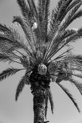 Date fruits sagging from the top od a palm tree