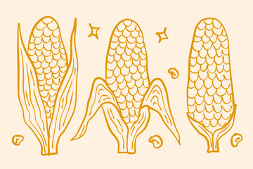 Hand drawn corn illustration. Harvest and Thanks Giving season. Outline corn illustration in vector