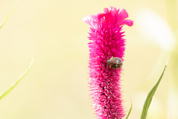 Flower Garden  - Vibrant Pink Celosia with Visiting Insect in Macro Photography