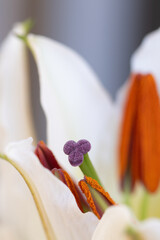 White Lily in Closeup with Bright Orange Stamens at Garden