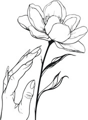 Elegant line art of human hand holding blooming flower, delicate black contour on white 2