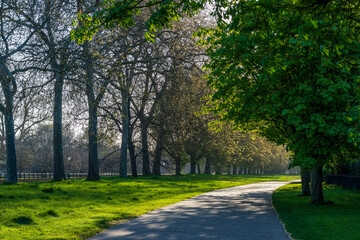 London Park Path with Trees and Morning Sunshine