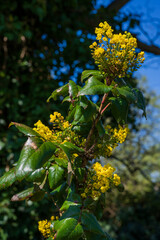 Yellow Blossoms on Green Leaves in London Park