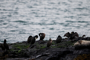 Shags and Harbor Seal on Rocky Coastline