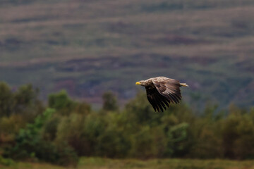 White-Tailed Eagle in Flight over Scottish Landscape