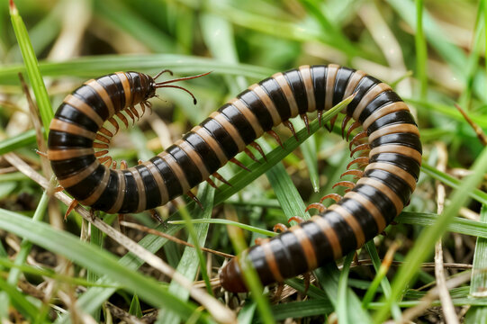 centipedes are poisonous animals scolopendra morsitans centipedes in the grass the most poisonous centipede in thailand the same venom as a cobra solucan kırkayak