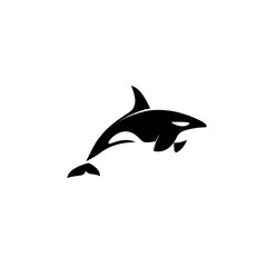 Fototapeta premium Black and white orca whale leaping vector illustration on white backdrop