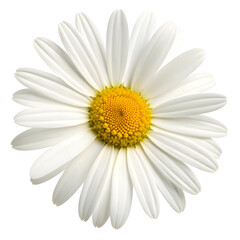 White Daisy Flower with Yellow Center Isolated on Black Background