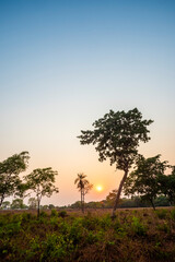 Obraz premium Pantanal forest environment, Mato Grosso, Brazil.