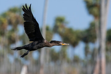 Neotropic Cormorant, La Estrella Marsh, Formosa Province, Argentina.