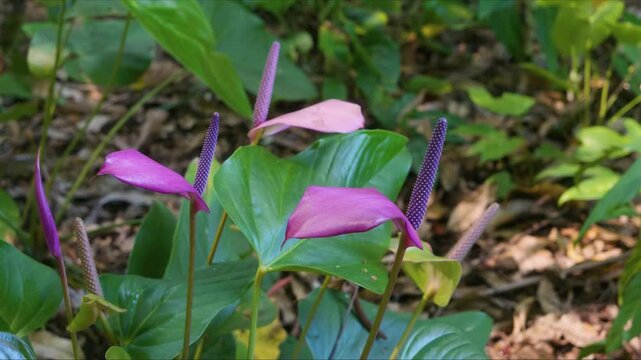 Close up footage showcasing the stunning pink and purple Anthurium flowers Flamingo Flowers or Laceleafs thriving amidst lush green foliage in a tropical botanical garden in Hawaii, capturing the vibr