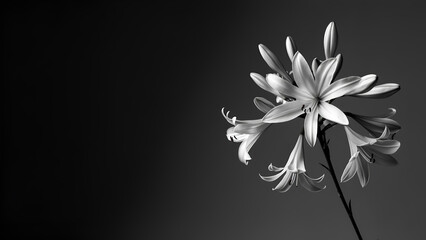 Elegant white flowers bloom gracefully in a striking monochrome setting next to a dark background during soft ambient light