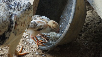 Baby Chicks Eating Rice on the Ground