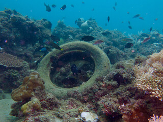 A car tire on a coral reef underwater. An old tire underwater among corals and fish in a shallow tropical sea. © Houston