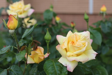 bouquet of yellow roses on green background