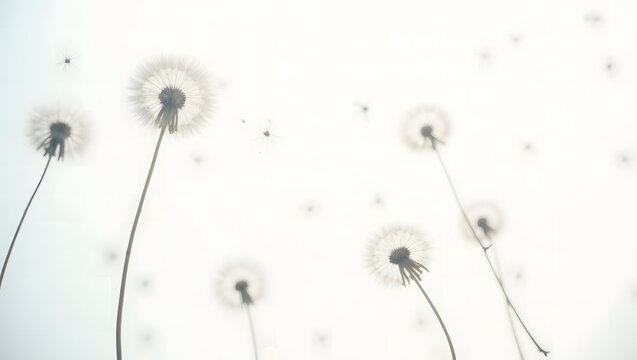 Eighty-four Dandelion Seeds Catching the Morning Light and Floating into the Blue Sky