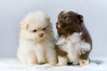 Fluffy pomeranian spitz puppies on soft white background