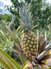 pineapple in the garden