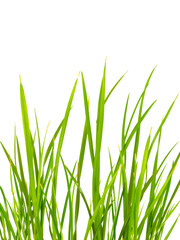 green grass isolated on white transparent background . grass png. grass in bottom png