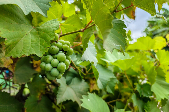 A vibrant cluster of unripe green grapes hangs from a vine, surrounded by lush leaves, hinting at future sweetness.