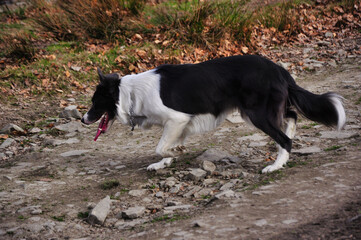 Żwawy border collie kroczy po kamienistej, gruntowej ścieżce z nastawionymi uszami i wystawionym językiem.