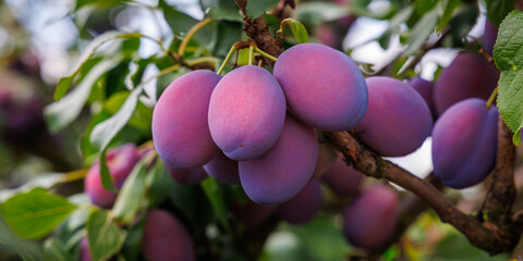 A cluster of ripe purple plums dangles from the branches of a tree in a sunny orchard, surrounded by green leaves in summer