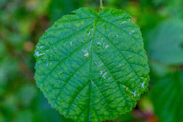 Close-up of green leaf with texture and water drops in nature