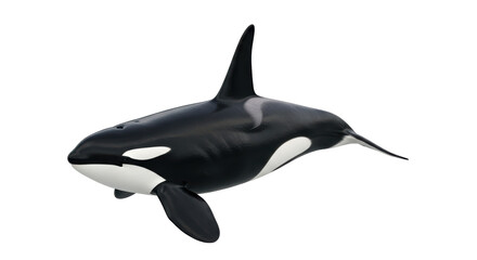 Isolated Killer whale in swimming pose, marine mammal with distinct black and white pattern © Sergiu