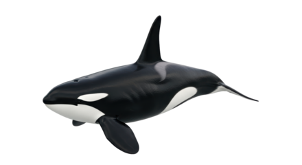 Isolated Killer whale in swimming pose, marine mammal with distinct black and white pattern