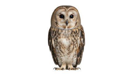 Isolated, tawny owl portrait against a neutral background, showing plumage and large eyes