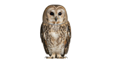 Isolated, tawny owl portrait against a neutral background, showing plumage and large eyes