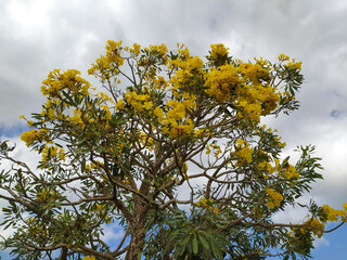 Tabebuia flowers bloom beautifully against backdrop of white clouds and blue sky.