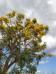 Tabebuia flowers bloom beautifully against backdrop of white clouds and blue sky.