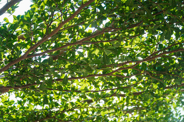 Detailed shot capturing a tree's canopy with lush green leaves and intricate branch patterns, offering a vibrant natural texture isolated in white background for versatile design applications.