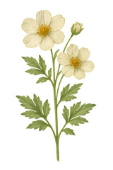Sulfur cinquefoil stem with two blooming flowers, a bud and green leaves, isolated on transparent background