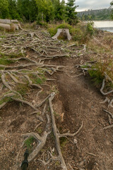 Old rooted from trees, with tufts of grass