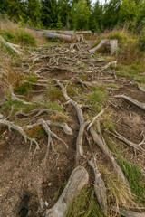 Old rooted from trees, with tufts of grass