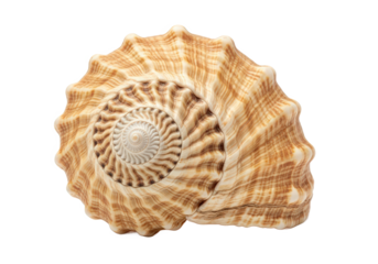 Close-up of a beautifully patterned seashell showcasing intricate spiral designs and natural textures