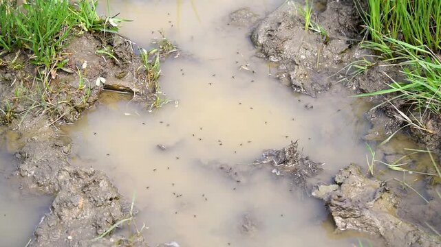 Large puddle of muddy water surrounded by grass, with small flying insects swarming and dancing above the water surface