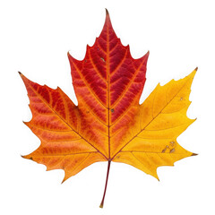Obraz premium Vibrant autumn maple leaf with red orange and yellow hues isolated on transparent background