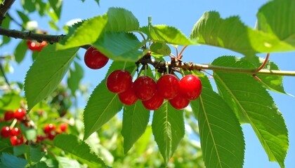 Ripe cherries cluster on a sunlit branch, showcasing vibrant red fruit against lush green leaves.