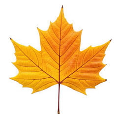 Obraz premium A vibrant orange maple leaf with detailed veins isolated on transparent background