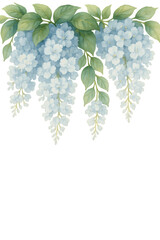 Watercolor painting of light blue wisteria flowers and green leaves hanging on a transparent background