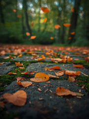 Autumn leaves falling to the ground, created with Generative AI.