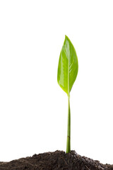 Rain Water Drop to Green Leaf