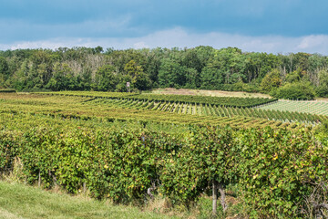 Landscape with vineyards in autumn on a sunny day in Rheinhessen