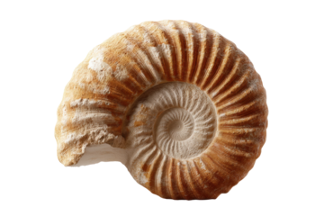 Detailed spiral pattern of an ammonite fossil on black background, cut out