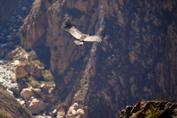 majestic Andean condor rides the thermals with ancient grace. A symbol of freedom and power, this sacred bird watches over one of the world’s deepest canyons,a true icon of Colca Peru.