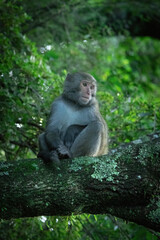 A Formosan rock macaque sits between moss-covered tree trunks, its fur a mix of grays and browns. The monkey's face is turned slightly, its expression alert amidst the dense green foliage.